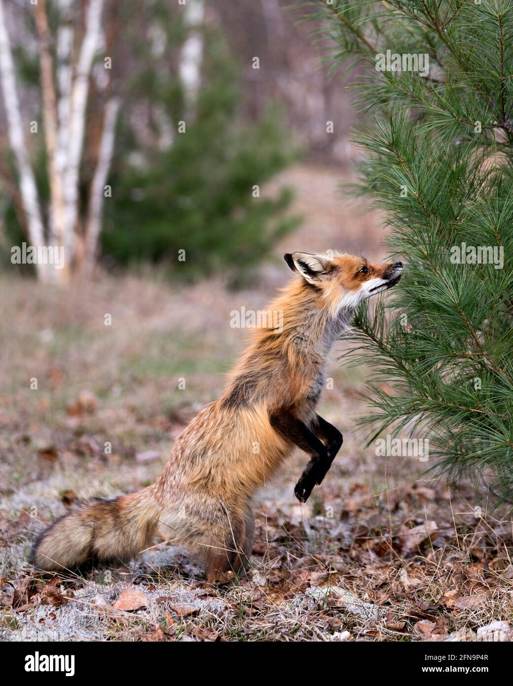 Red Fox in piedi sulle gambe posteriori e odorare gli aghi di un albero di pino con sfondo sfocato nel suo ambiente e habitat. Immagine FOX. Immagine. Verticale. Foto Stock