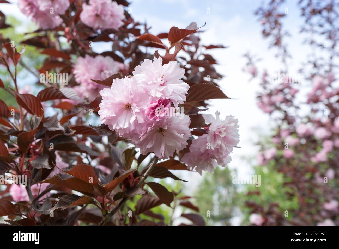 Albero rosa, Sakura Kanzan. Prunus serrolata. Cerasus serrulata. Sekiyama. Fiore di ciliegio giapponese, stagione primaverile Foto Stock