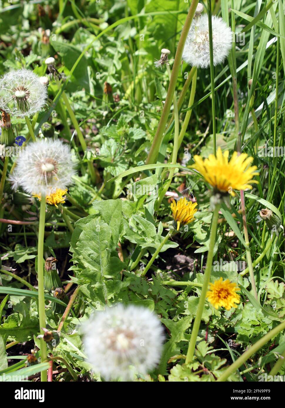 Il dente di leone (Taraxacium officinale) soffia testa di seme nel sole di primavera Foto Stock