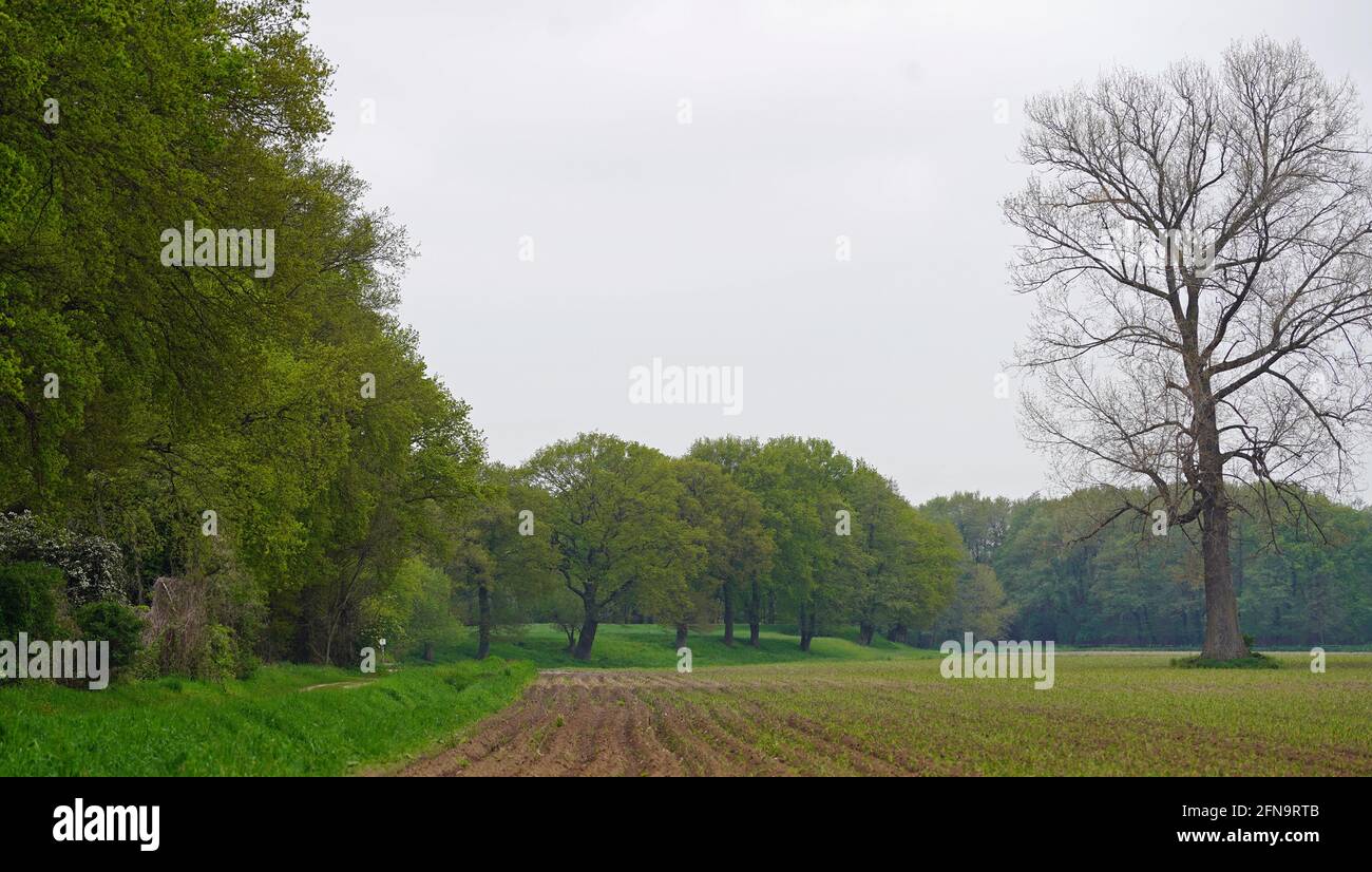 Paesaggio di un contadino. Tumuli di terra, arbusti, alberi e un campo arato con nuovi germogli che escono dal terreno Foto Stock
