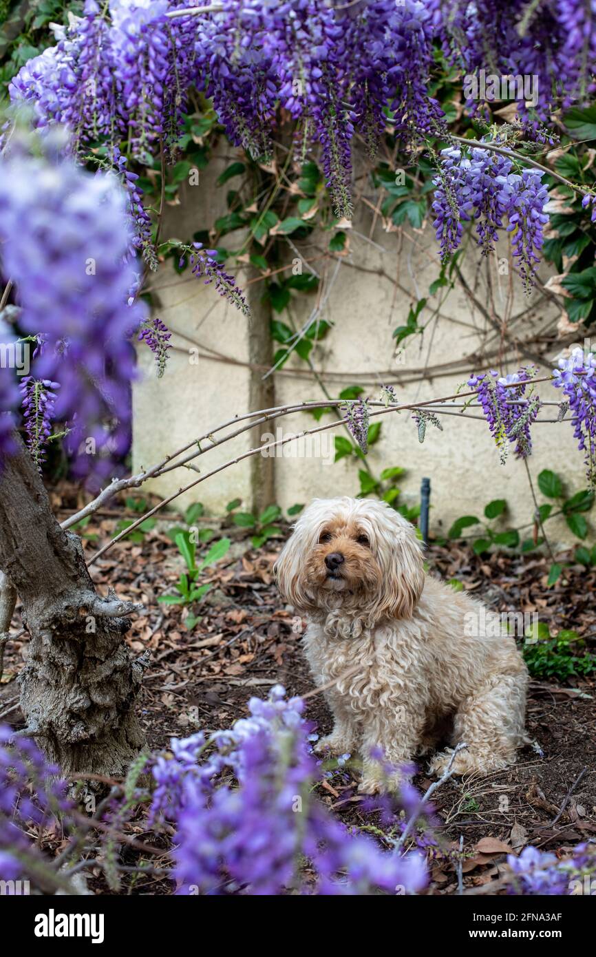 Un cane goldendoogle è incorniciato da viti di glicine fiorite in un giardino di cortile. Foto Stock