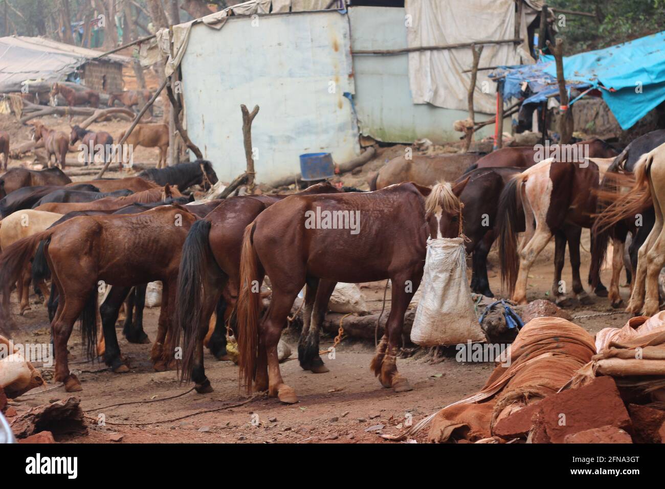 Cavallo con borsetta al naso riempita di foraggio. Il sacchetto di alimentazione sul viso riduce lo spreco di cibo e impedisce a uno di consumare la razione dell'altro. S Foto Stock