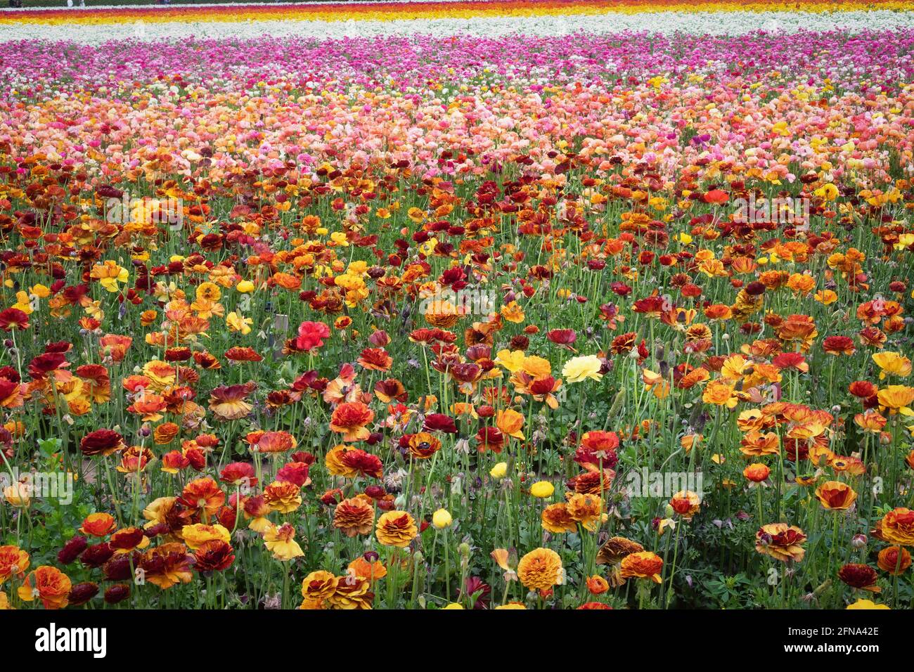 Un campo di fiori di ranuncolo che fioriscono al sole. Foto Stock