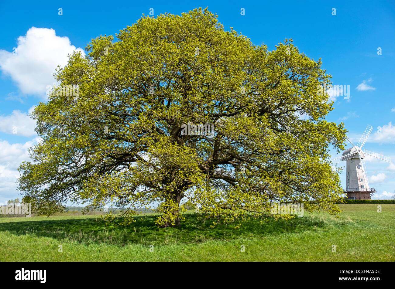 Oak Tree and Windmill, Regno Unito. Quercus Fagaceae. Quercus robur. Foto Stock
