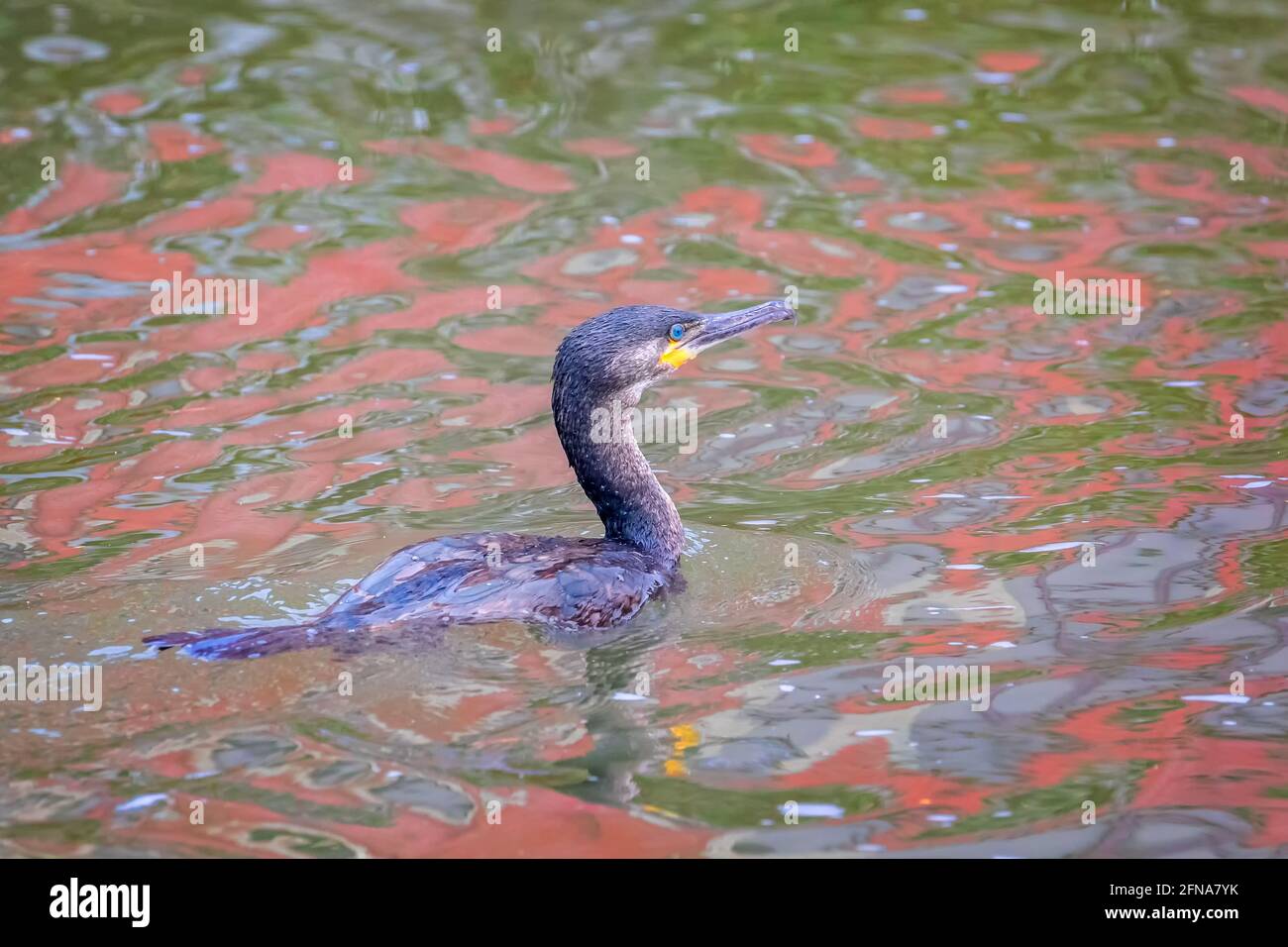 Primo piano di un cormorano europeo nuoto in fiume con riflessi rossi intensi Foto Stock
