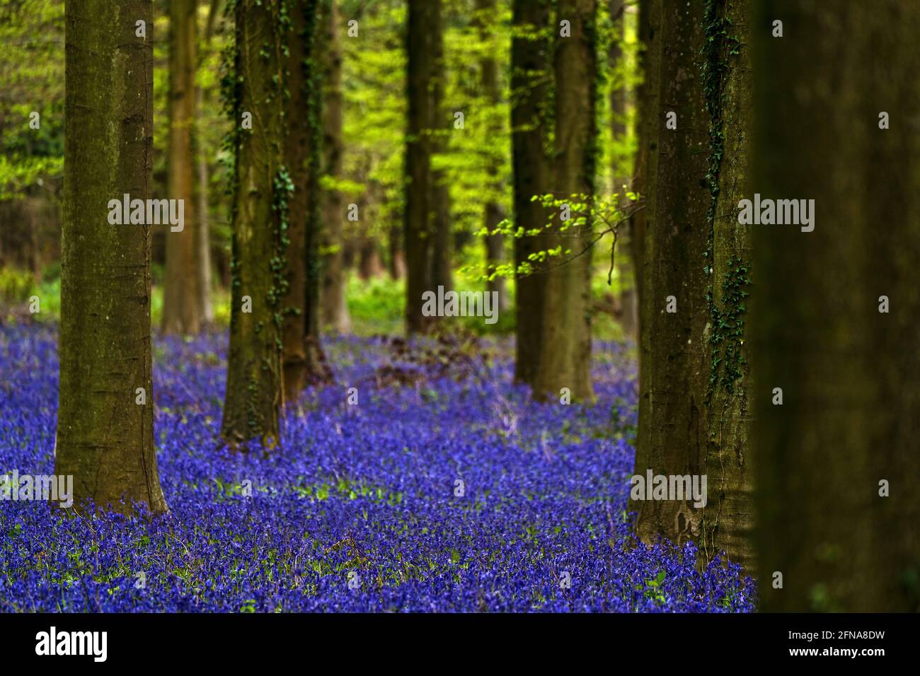 Bluebells in piena fioritura che copre il pavimento in un tappeto di blu in un bel bosco di alberi da spiaggia, West Sussex, UK Foto Stock