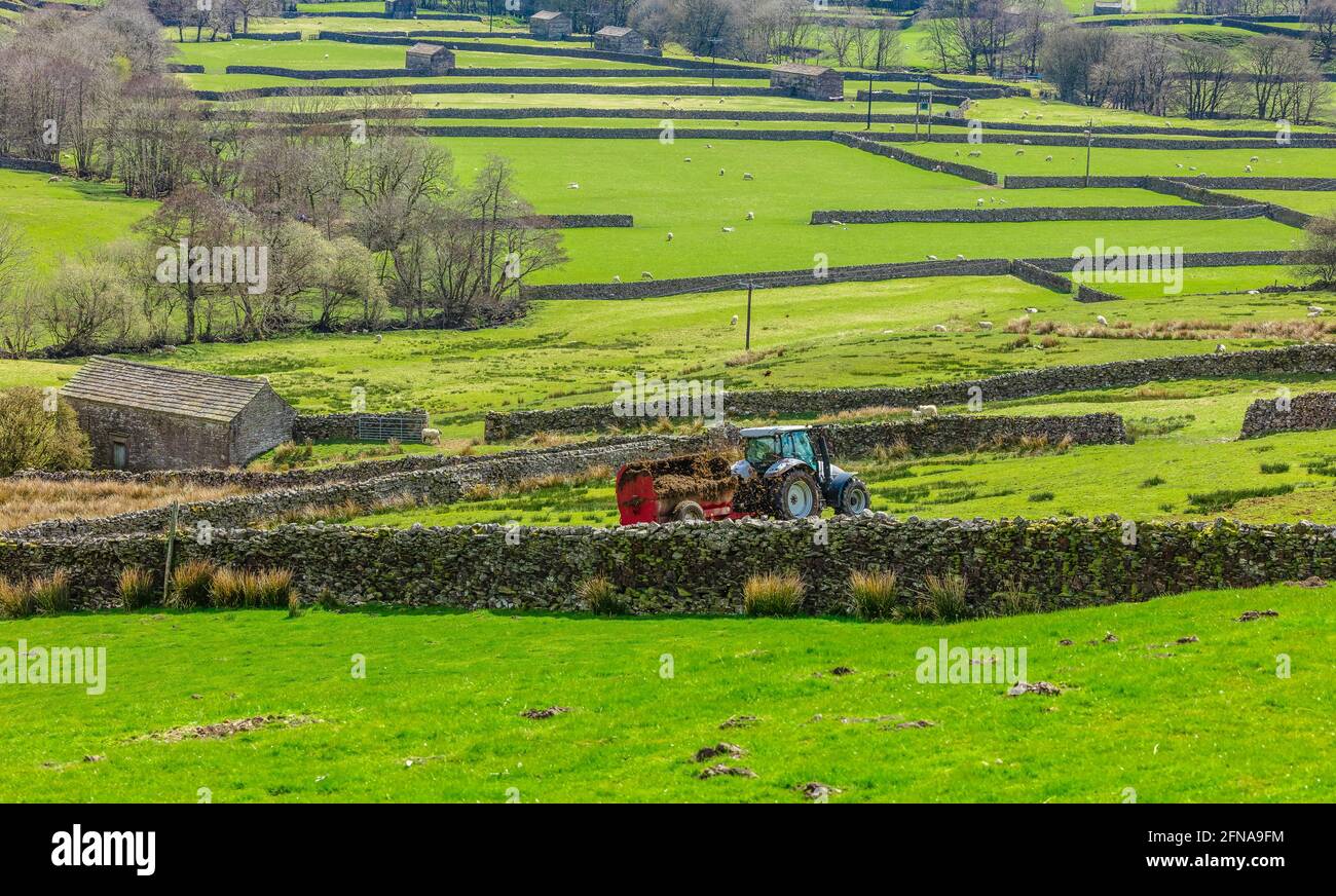 Swaledale, Yorkshire Dales, Regno Unito. Muck che sparge i campi in primavera con trattore, stalle di pietra o case di mucca, pecore e muratura di pietra a secco. Typi Foto Stock