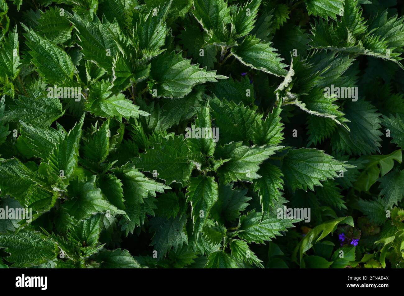 Primo piano campo di ortica in primavera. Spessetti di nettle. Foto Stock