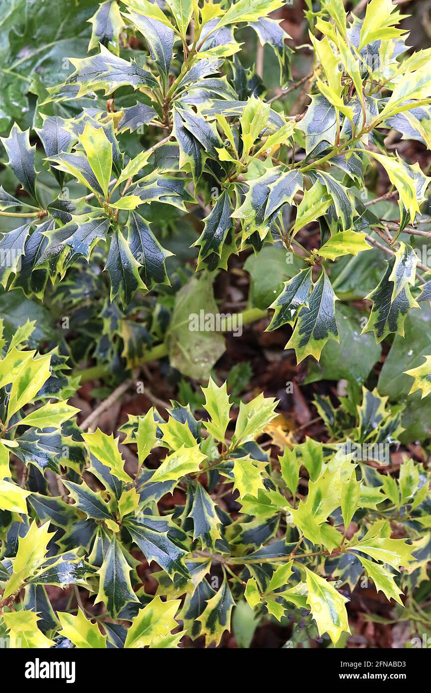 Osmanthus eterophyllus ‘Variegatus’ olive agiate variegate – foglie di ovato verde scuro con bordi verdi e spine morbide, maggio, Inghilterra, Regno Unito Foto Stock