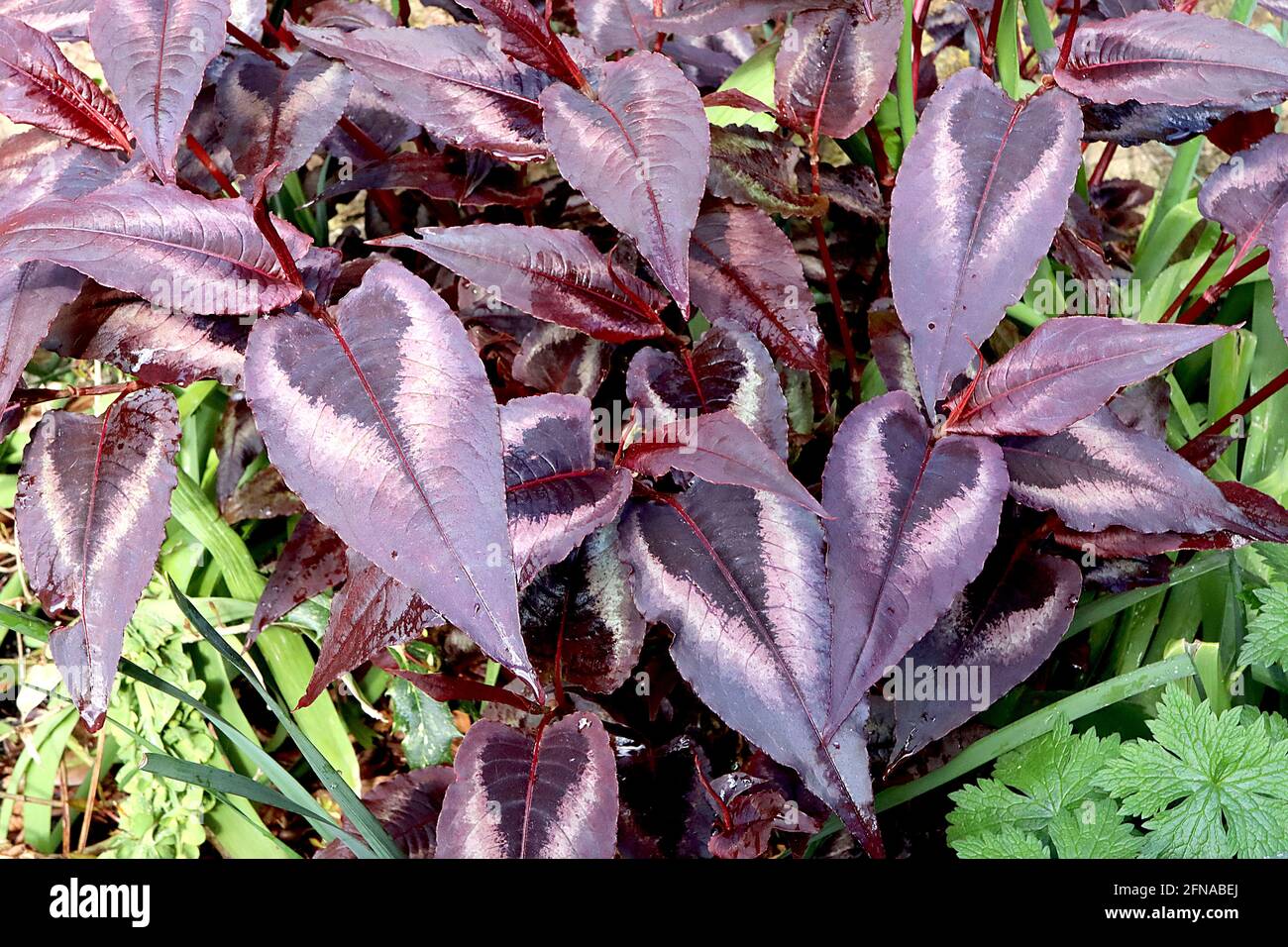 Persicaria ‘Red Dragon’ Knotweed Red Dragon – foglie porpora di maroon a forma di lancia con centro nero e margini bianchi, maggio, Inghilterra, Regno Unito Foto Stock