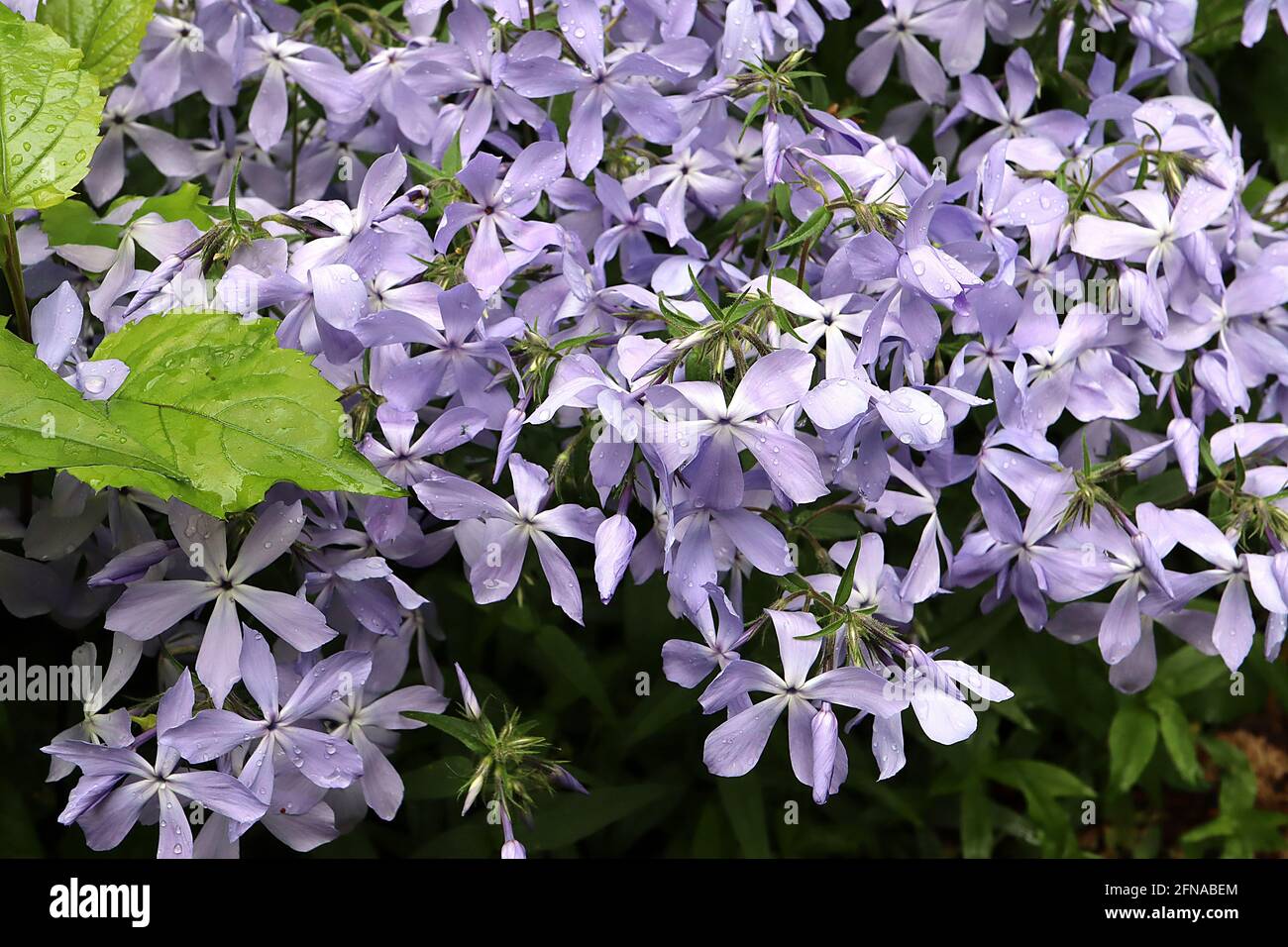 Phlox divaricata ‘Nuvole di profumi’ di bosco Phlox Nuvole di profumo – fiori blu lilla a forma di stella, maggio, Inghilterra, Regno Unito Foto Stock