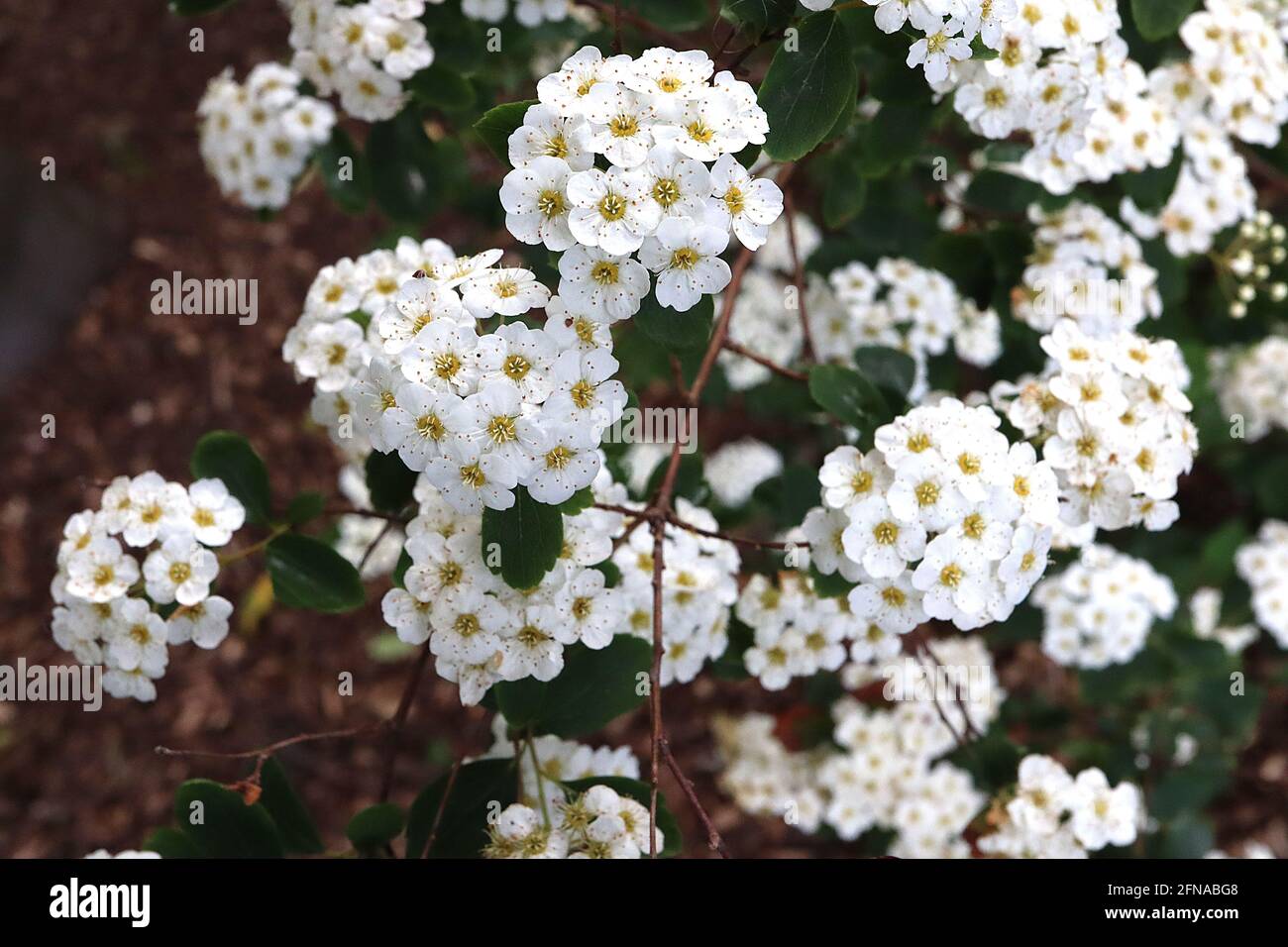 Spiraea x vanhouttei ‘Renaissance’ corona da sposa Vanhoutte spiraea Renaissance – grappoli a cupola di piccoli fiori bianchi su rami pendolari, maggio, Regno Unito Foto Stock