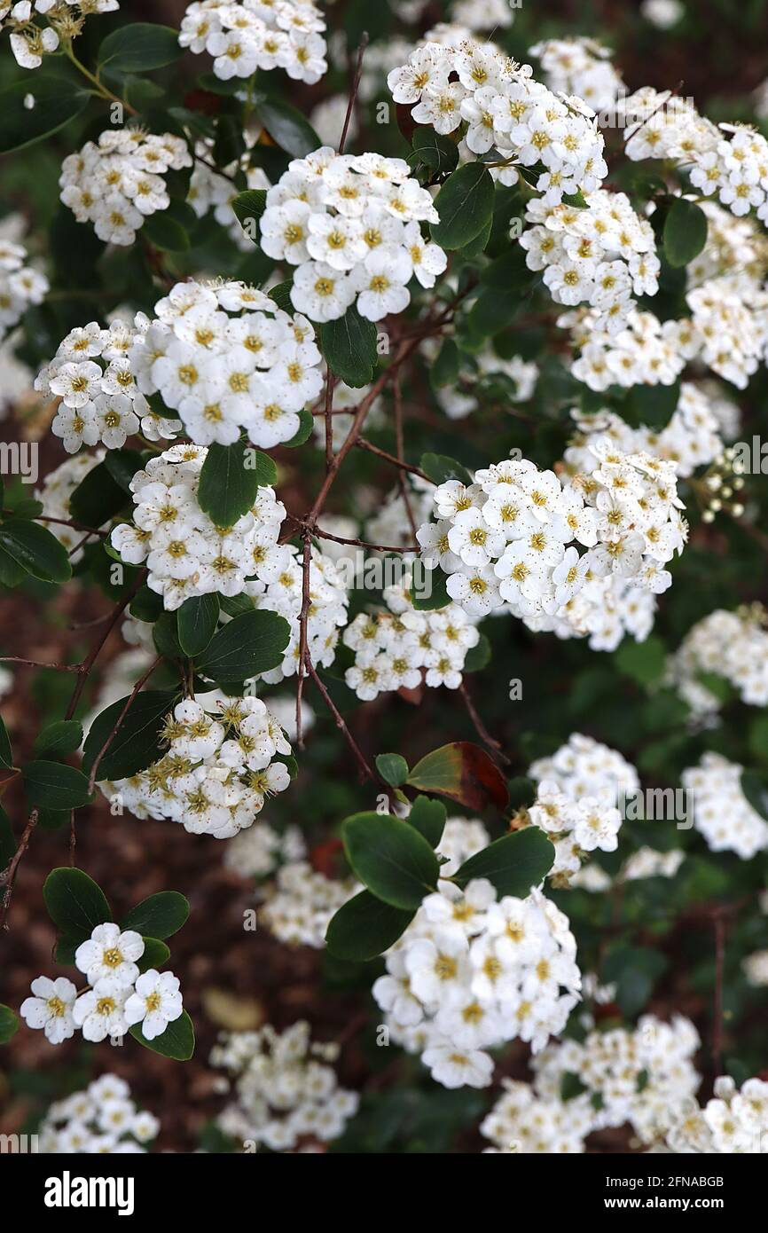 Spiraea x vanhouttei ‘Renaissance’ corona da sposa Vanhoutte spiraea Renaissance – grappoli a cupola di piccoli fiori bianchi su rami pendolari, maggio, Regno Unito Foto Stock