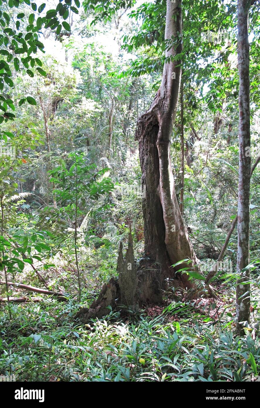 albero del fico che cresce contro i resti dell'albero ospite Taman Negara NP, Malesia Febbraio Foto Stock