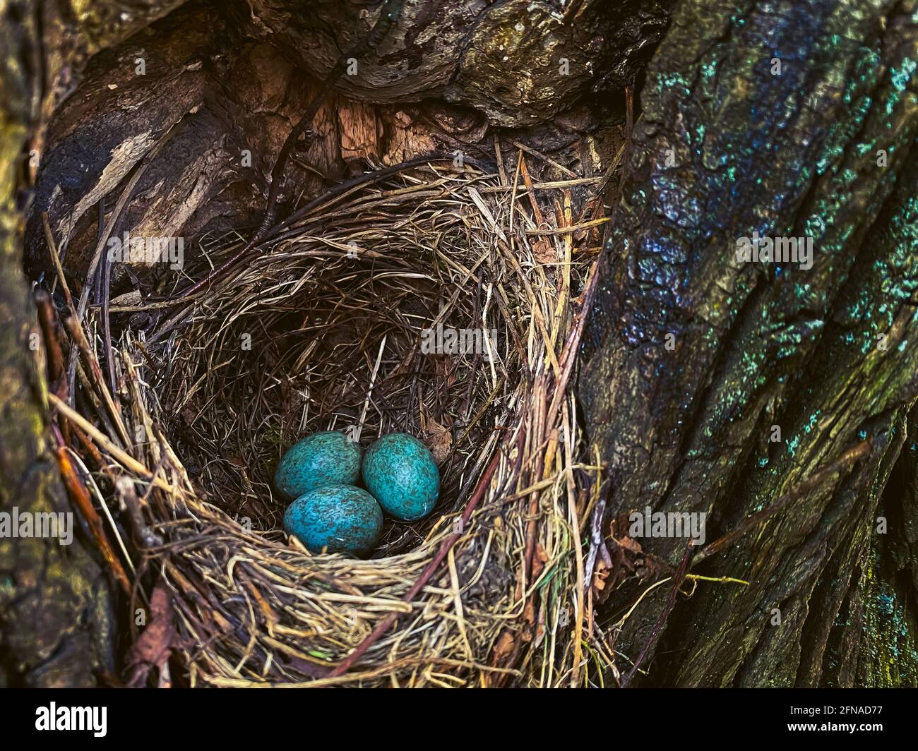 Tre uova song thrush in un vecchio albero cavo. Primavera nel selvaggio. Nido di Songbird. Colore delle uova come per Pasqua. Tempo di annidamento! La primavera è in arrivo! Foto Stock