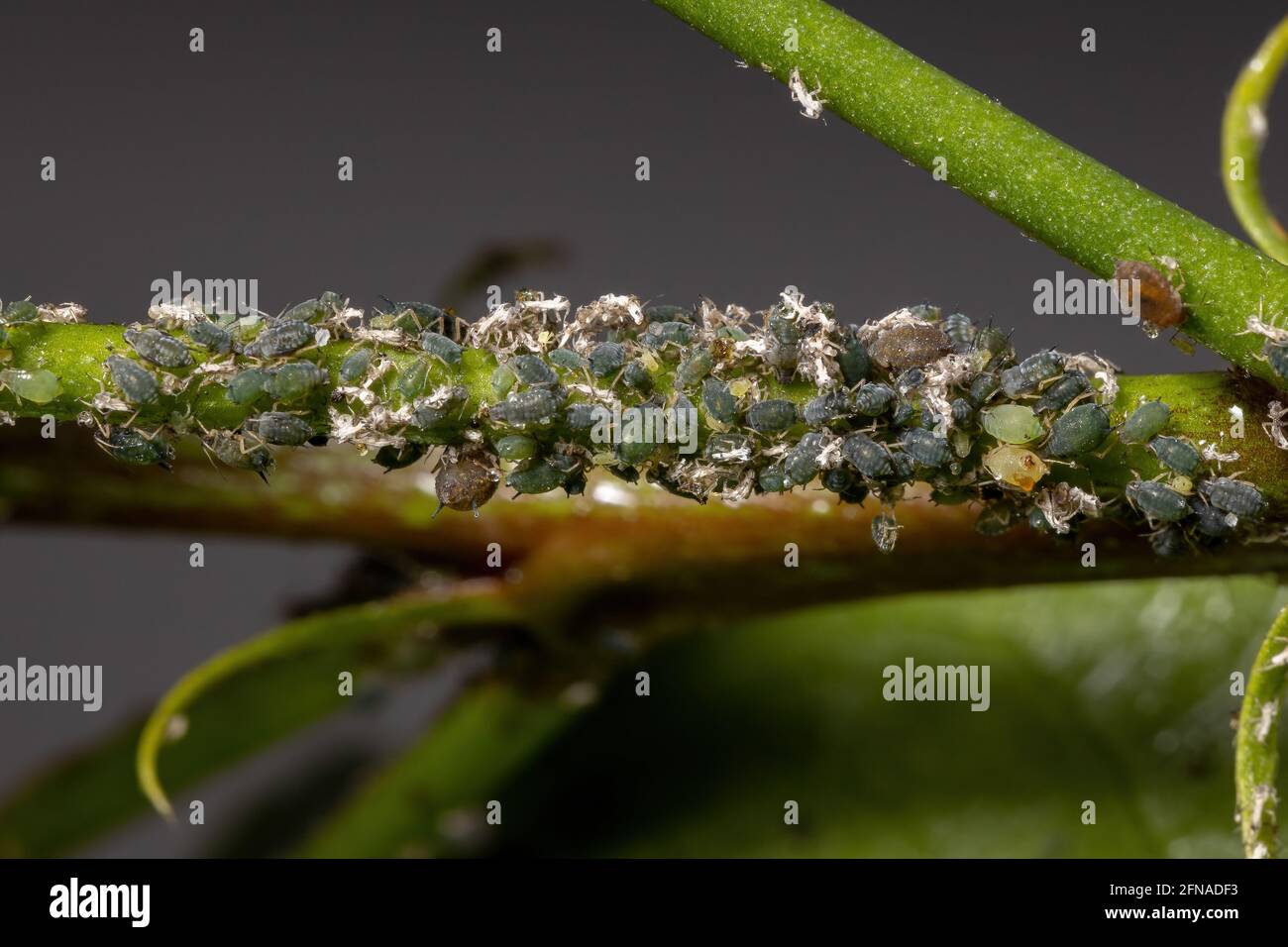 Melone afidi insetti della specie Aphis gossypii su a. Stabilimento di Hibiscus Foto Stock