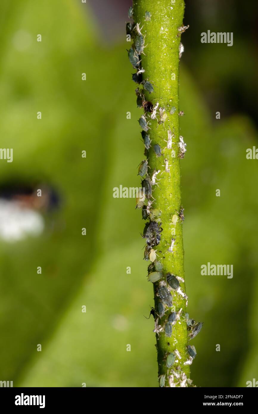 Melone afidi insetti della specie Aphis gossypii su a. Stabilimento di Hibiscus Foto Stock