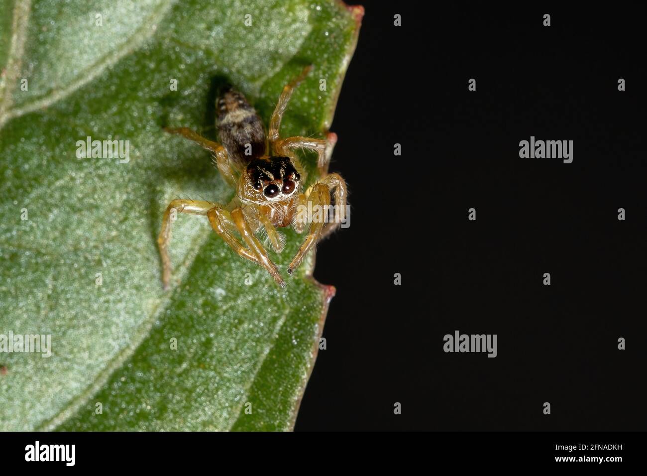 Small Jumping Spider del genere Frigga su un ibisco foglia di sabdariffa Foto Stock