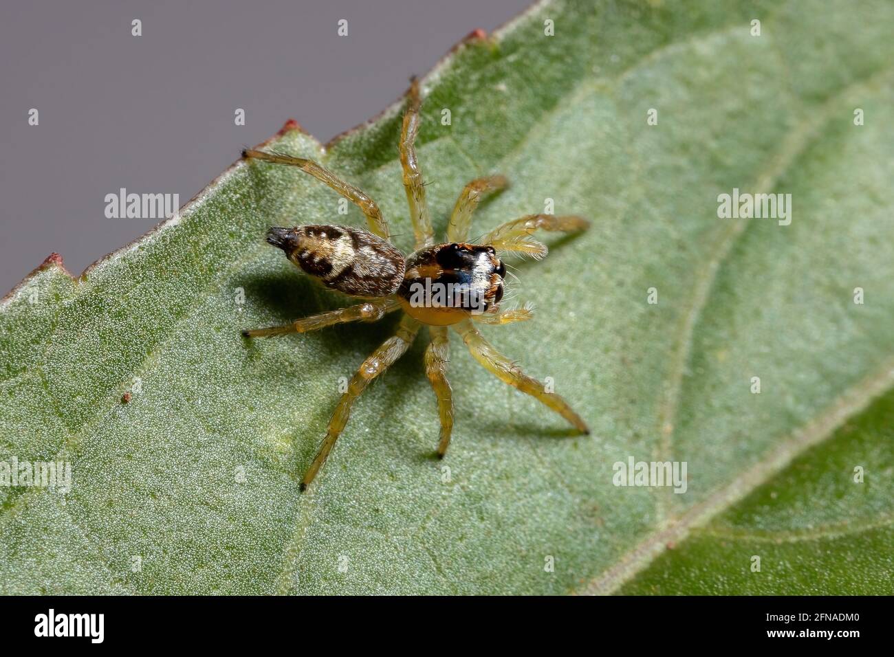 Small Jumping Spider del genere Frigga su un ibisco foglia di sabdariffa Foto Stock