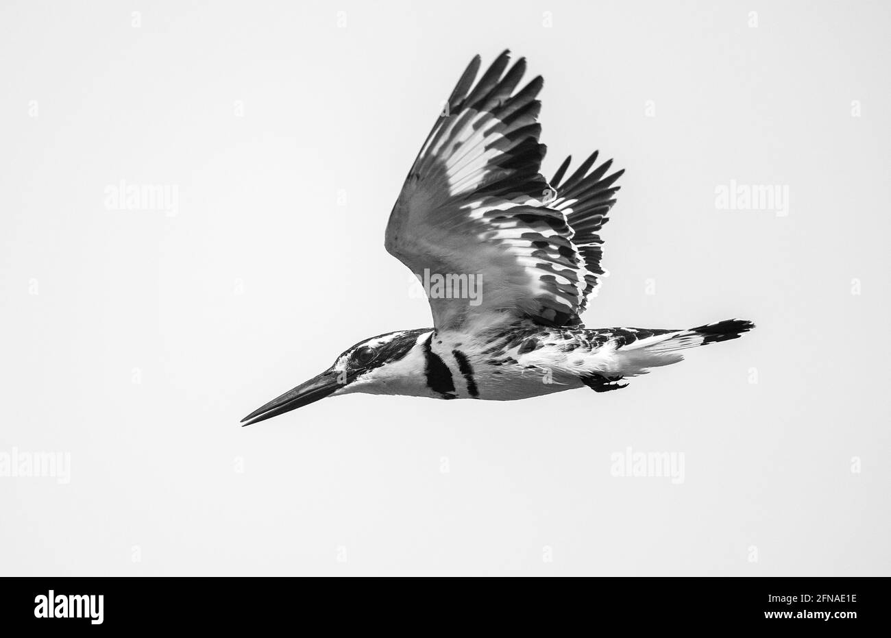 Pied kingfisher battenti Foto Stock