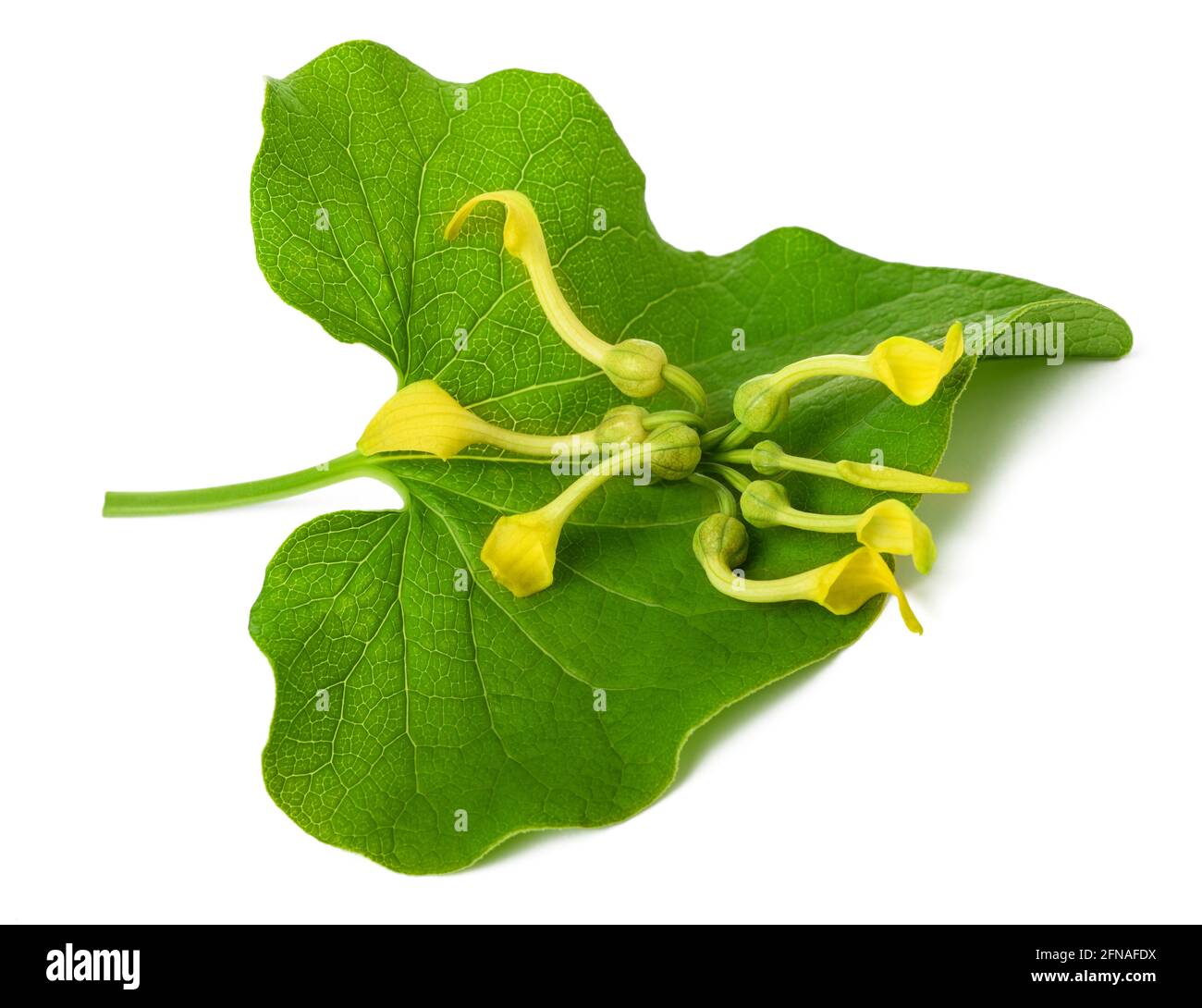 Foglia europea di birthwort con fiori isolati su bianco Foto Stock