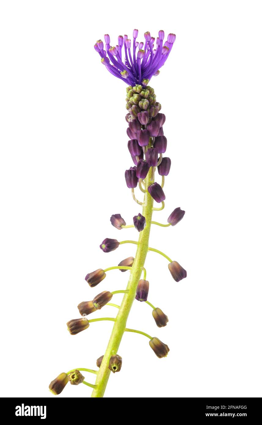 Tassel giacinto fiore isolato su sfondo bianco Foto Stock