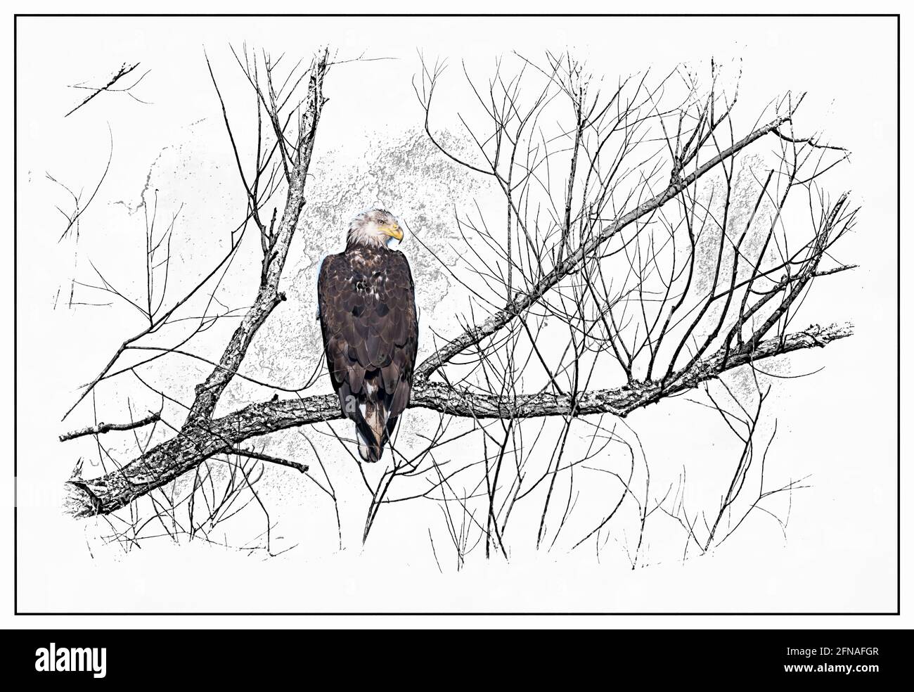 rappresentazione artistica dell'aquila su un ramo di albero Foto Stock