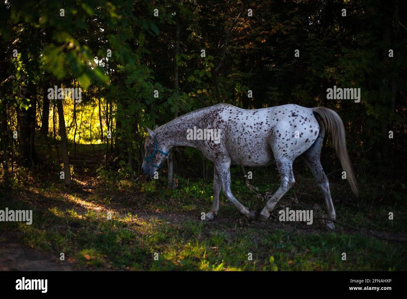 Cavallo sulla fattoria. Bella foto di un cavallo nella foresta. Il colore del mare combina il bianco e il marrone. Bella cornice di un animale nobile. Foto Stock