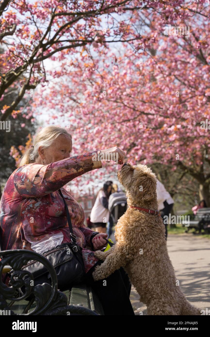 Circondata da fiori di ciliegio, la donna siede sulla panchina del parco dando da mangiare al suo cane cuccioli una delizia nel parco reale di Londra, Regno Unito Foto Stock