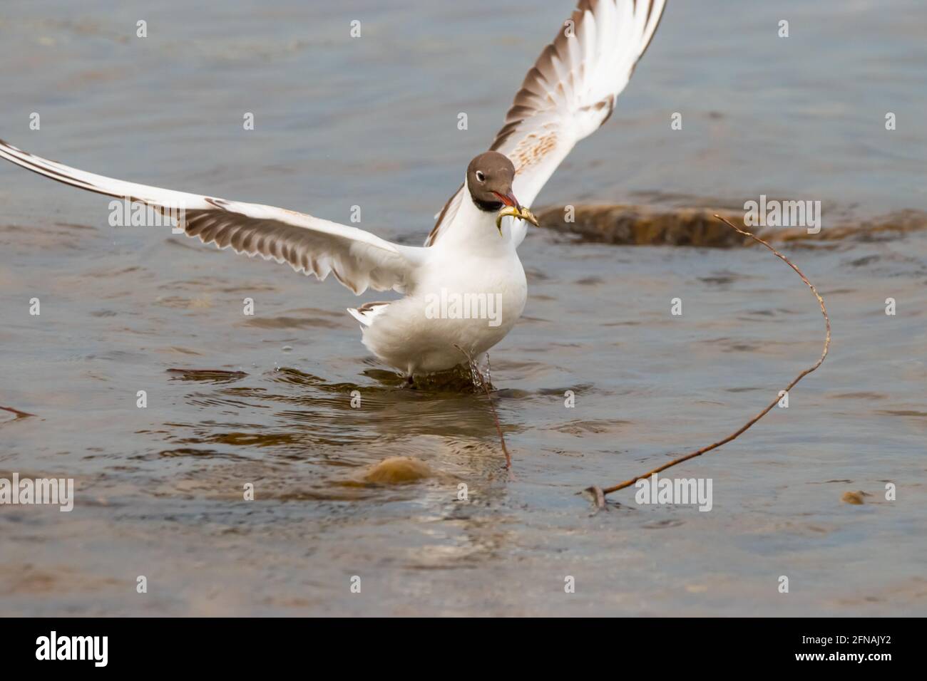 Seagull ha cacciato un pesce sul lago di Costanza Ad Altenrhein in Svizzera 28.4.2021 Foto Stock