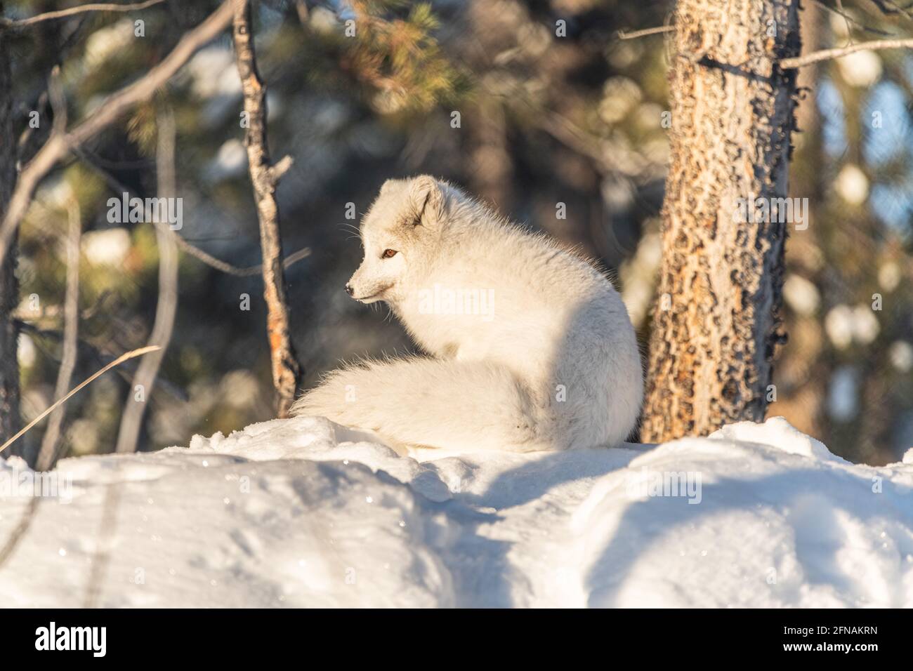 Profilo laterale di una volpe artica singola in un ambiente naturale, nevoso, invernale con occhi arancioni. Volpi pelose, adorabili e selvagge. Foto Stock