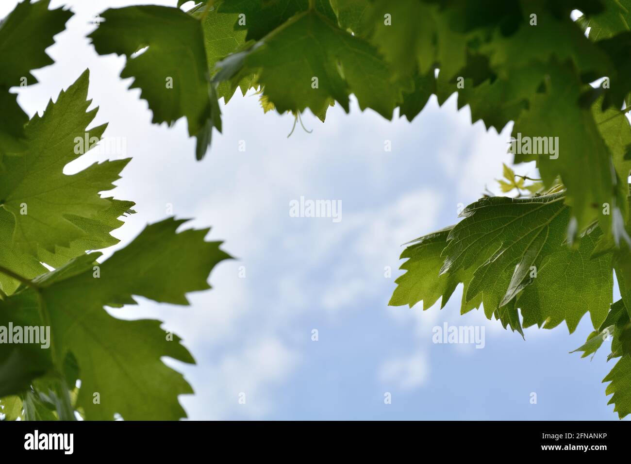 La vite lascia come una cornice e un cielo blu in una giornata di sole primavera. Concetto di sfondo naturale. Primo piano, messa a fuoco selettiva Foto Stock