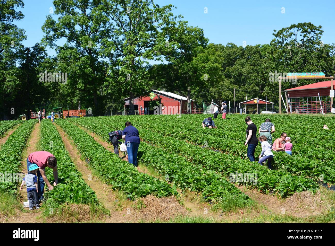 I membri della famiglia raccolgono le proprie fragole in una fattoria self-pick a Raleigh, Carolina del Nord Foto Stock