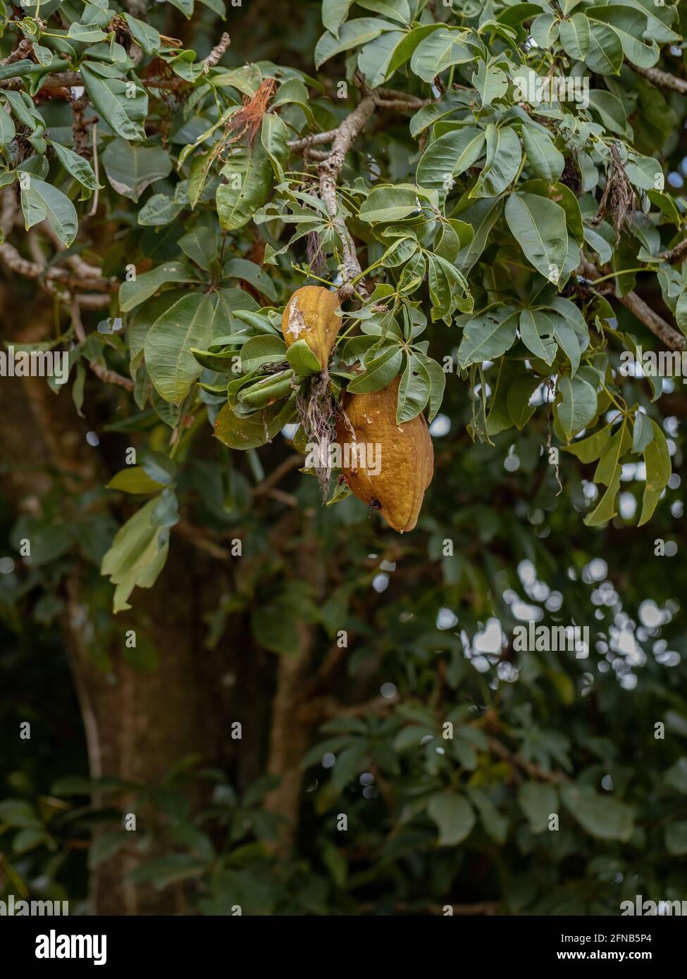 Albero di approvvigionamento brasiliano della specie Pachira aquatica Foto Stock