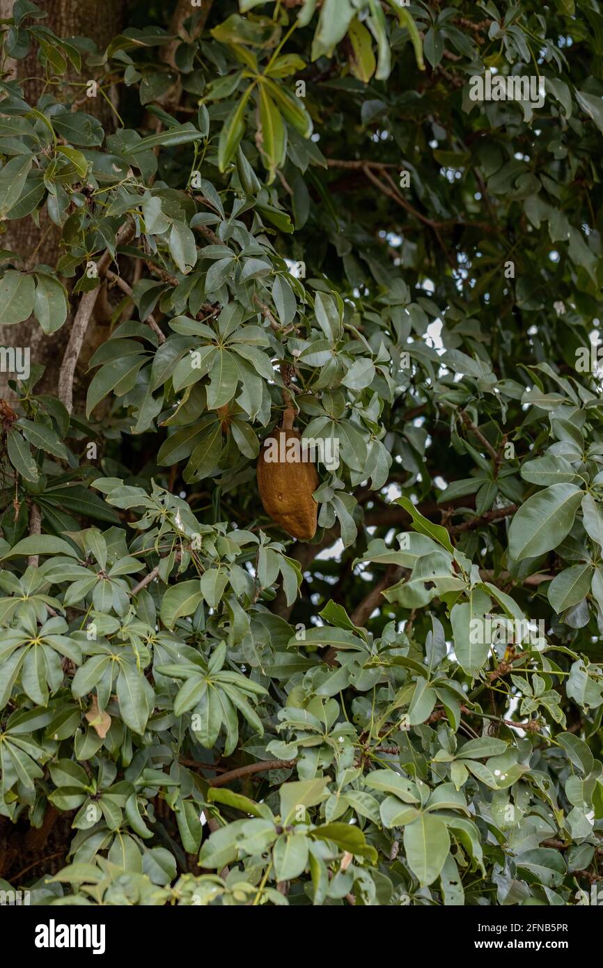 Albero di approvvigionamento brasiliano della specie Pachira aquatica Foto Stock