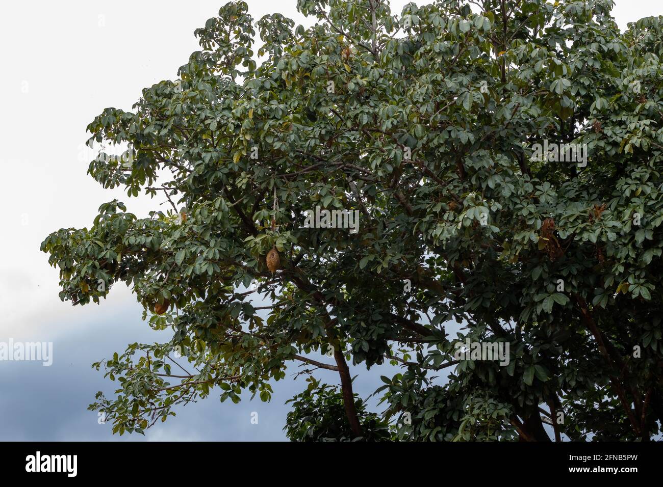 Albero di approvvigionamento brasiliano della specie Pachira aquatica Foto Stock