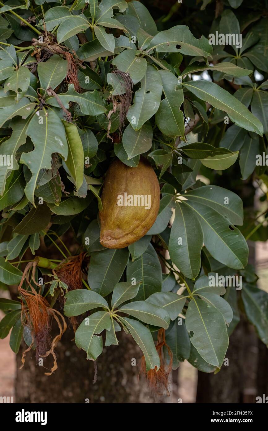 Albero di approvvigionamento brasiliano della specie Pachira aquatica Foto Stock