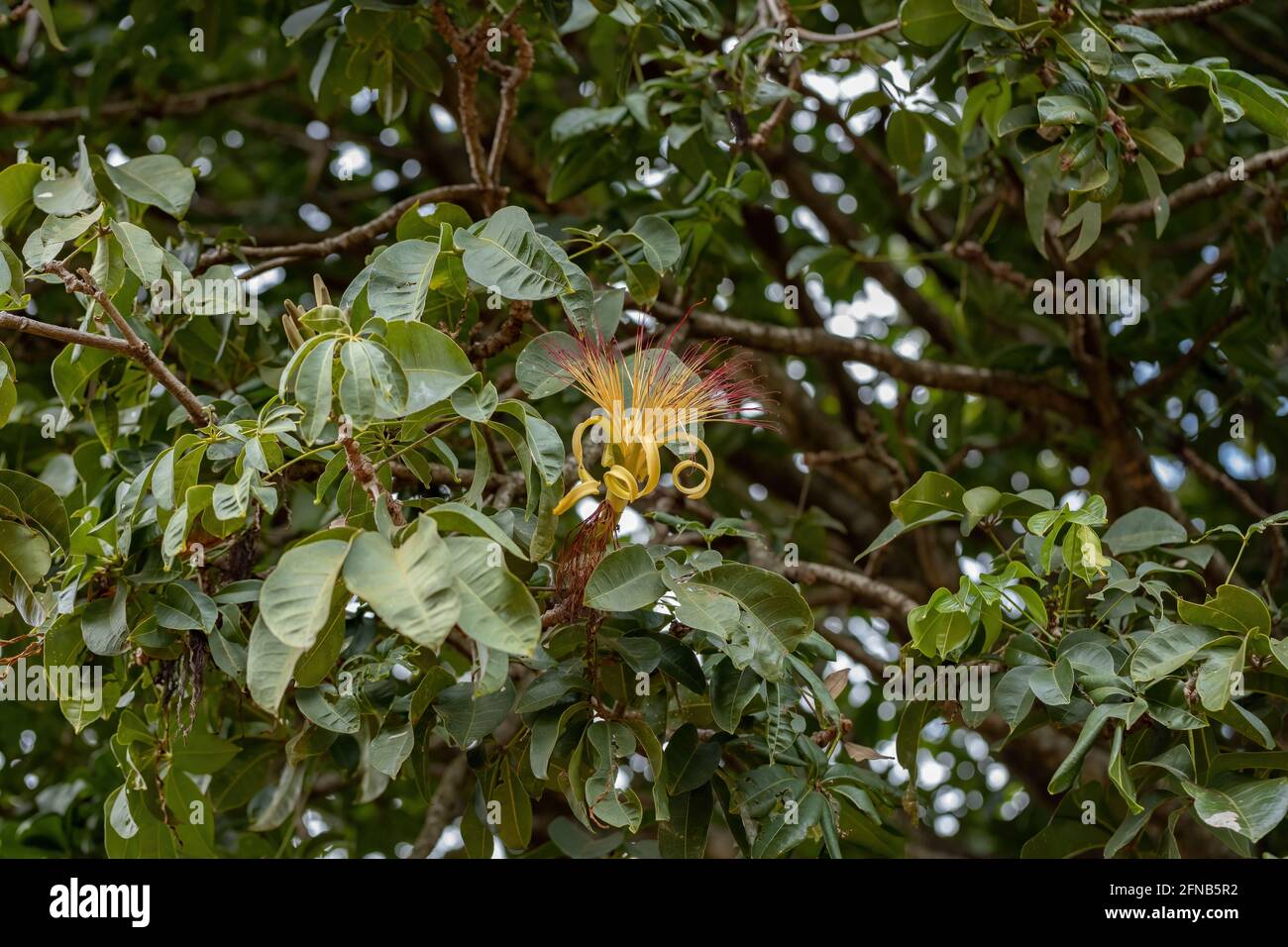 Albero di approvvigionamento brasiliano della specie Pachira aquatica Foto Stock