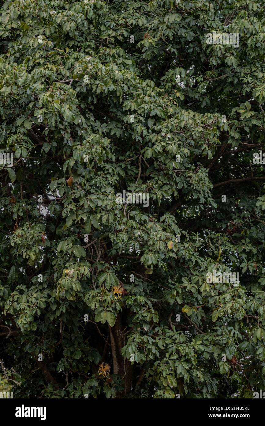 Albero di approvvigionamento brasiliano della specie Pachira aquatica Foto Stock