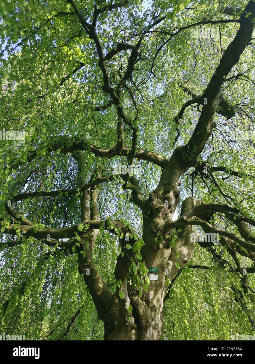 Un grande albero bello nel mezzo del parco Foto Stock