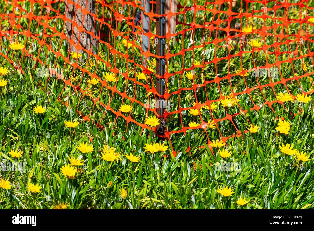 Protezione albero arancione rete di plastica recinzione. Bella fioritura fiori gialli giardino paesaggistico Foto Stock