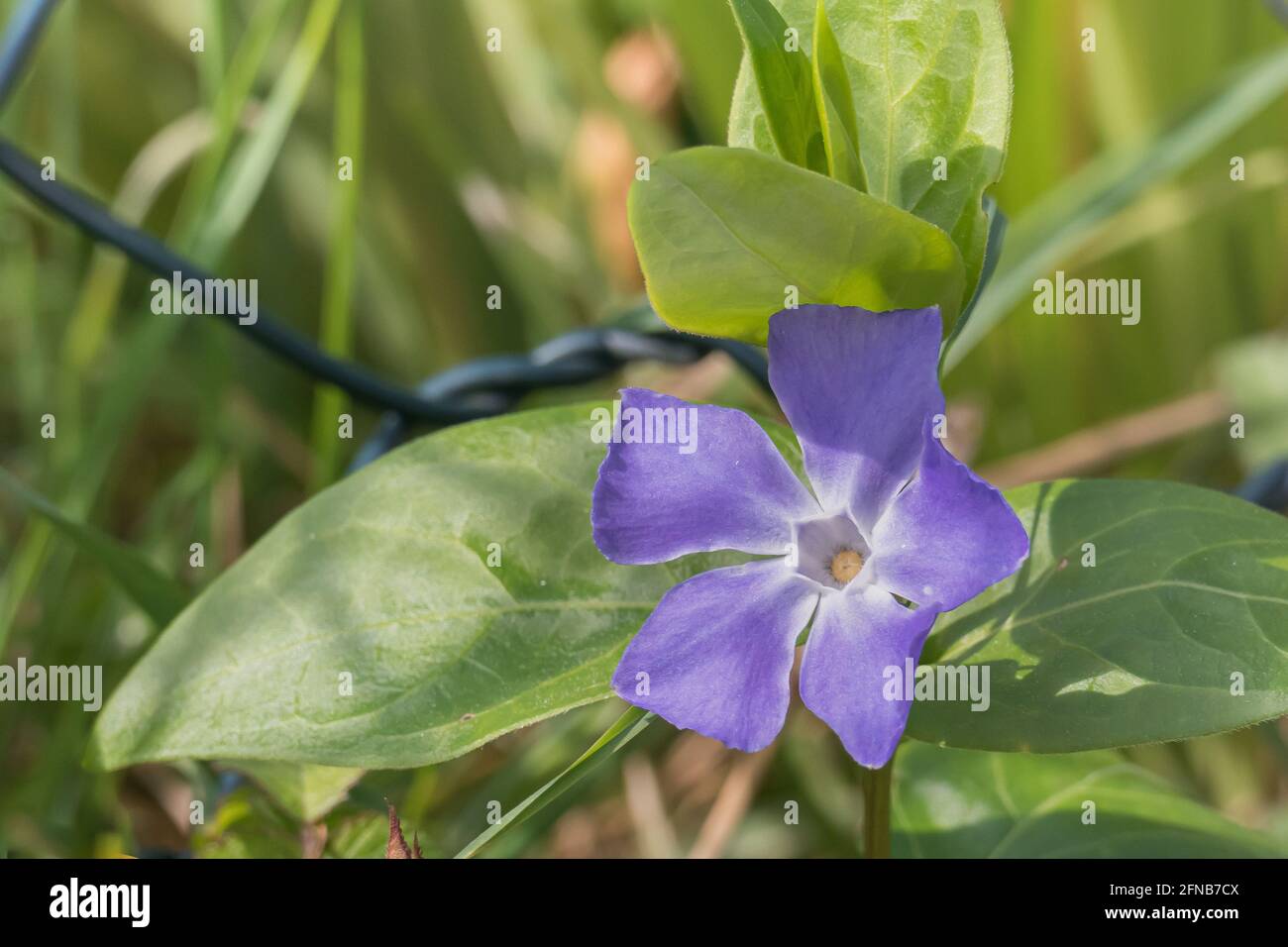 Fiore e foglie di perivinkle pianta da vicino vista con luce solare naturale all'aperto Foto Stock