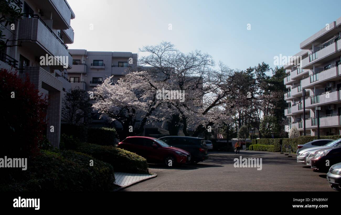 A basso angolo di fiori di ciliegio bianco sakura alberi isolati contro la prospettiva cielo luminoso con petali di fiori in primavera a Kanagawa in Giappone. Foto Stock