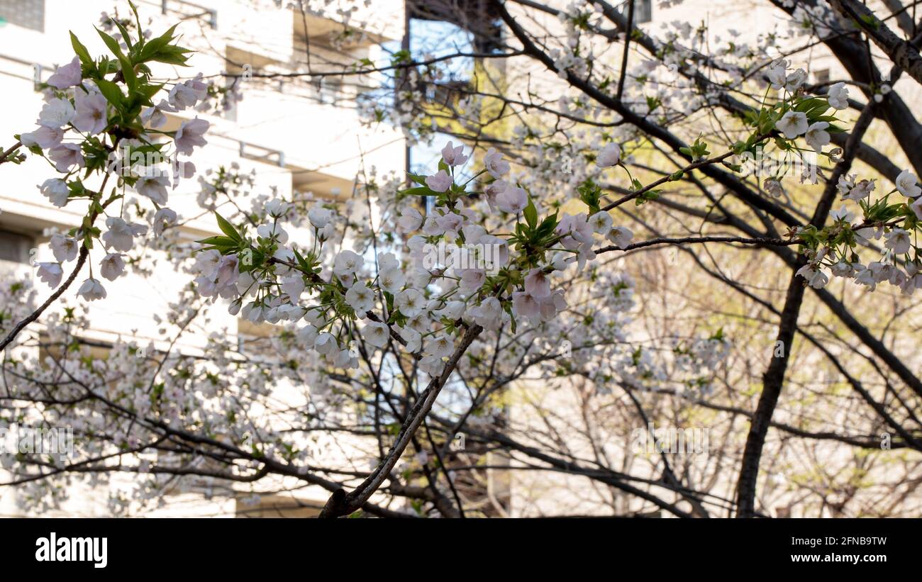 A basso angolo di fiori di ciliegio bianco sakura alberi isolati contro la prospettiva cielo luminoso con petali di fiori in primavera a Kanagawa in Giappone. Foto Stock
