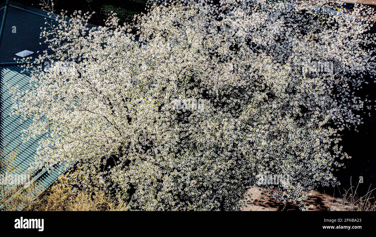 A basso angolo di fiori di ciliegio bianco sakura alberi isolati contro la prospettiva cielo luminoso con petali di fiori in primavera a Kanagawa in Giappone. Foto Stock