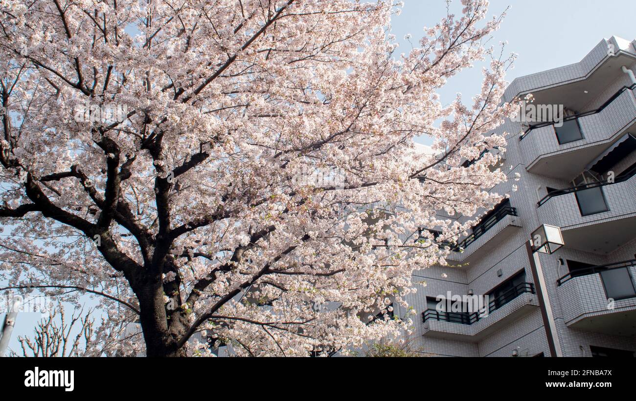 A basso angolo di fiori di ciliegio bianco sakura alberi isolati contro la prospettiva cielo luminoso con petali di fiori in primavera a Kanagawa in Giappone. Foto Stock