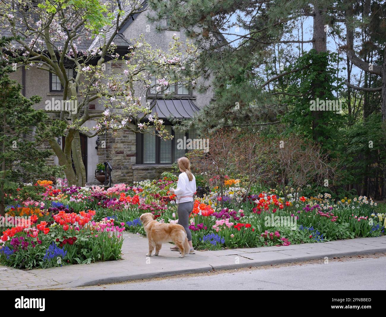 Una donna che cammina il suo cane si ferma per ammirare un colorato giardino primaverile Foto Stock