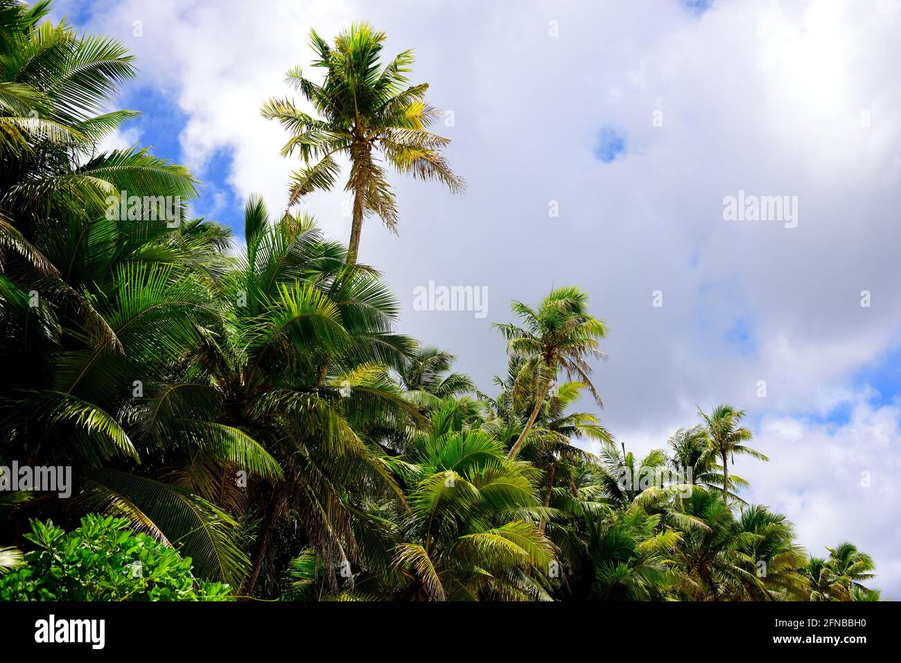 Folto boschetto di palme da cocco con cielo e nuvole nelle Isole Mariana, Micronesia Foto Stock
