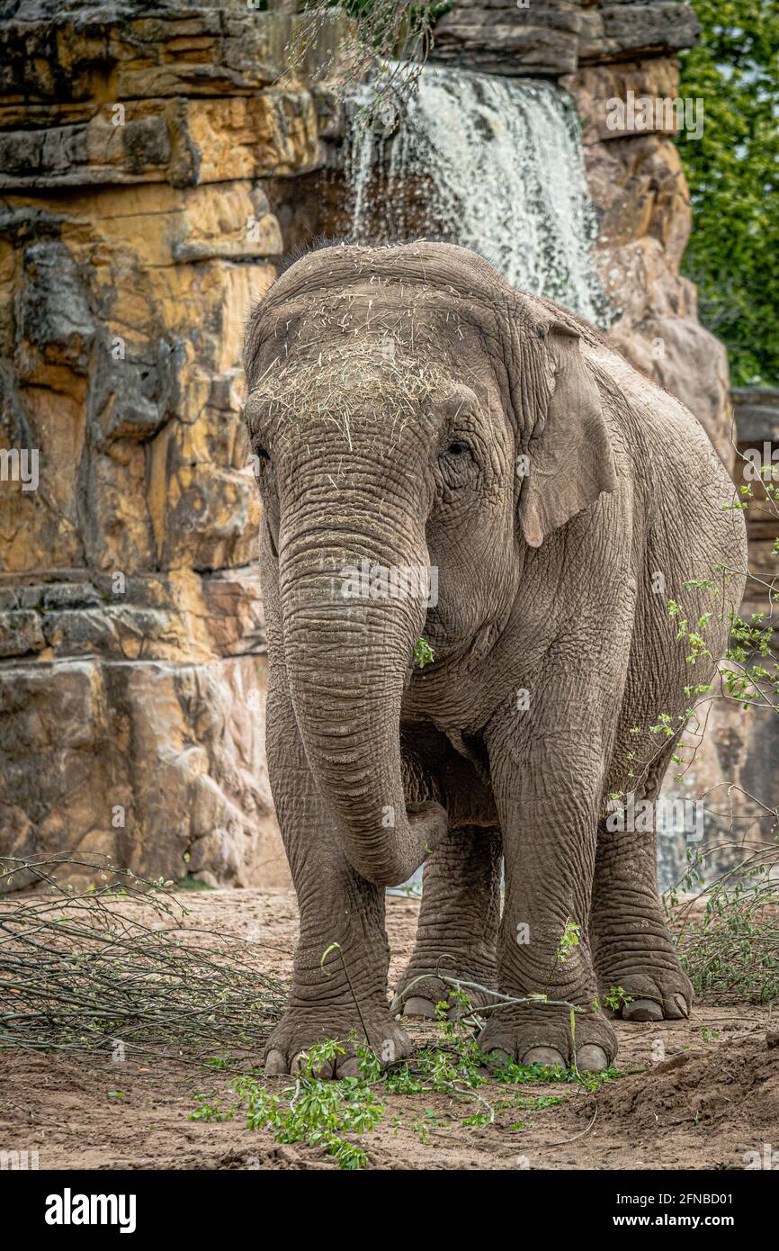 Una fotografia ritratto di un elefante asiatico in piedi in verticale di fronte a una cascata Foto Stock