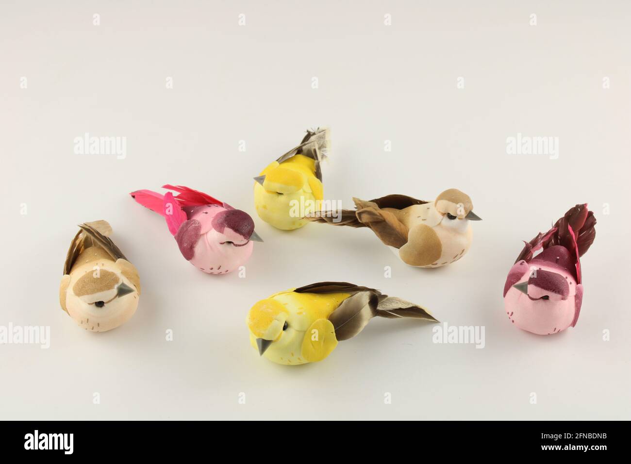 Sei piccoli uccelli colorati isolati su uno sfondo bianco con spazio per la copia Foto Stock